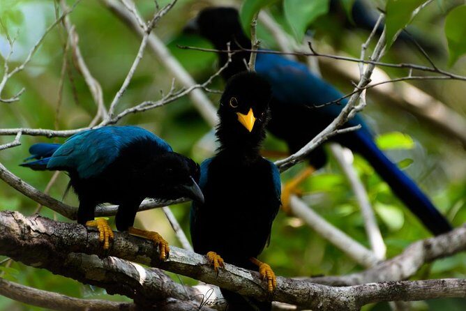 Birdwatching at The Mayan Cities with certified guide - Final Thoughts