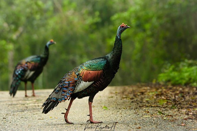Birdwatching at The Mayan Cities with certified guide - FAQ