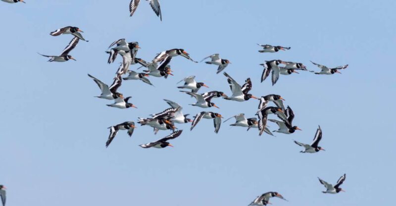 Birdwatching Boat Tour in the Tagus Estuary - Birdwatching Boat Tour in the Tagus Estuary: An Authentic Nature Escape Near Lisbon