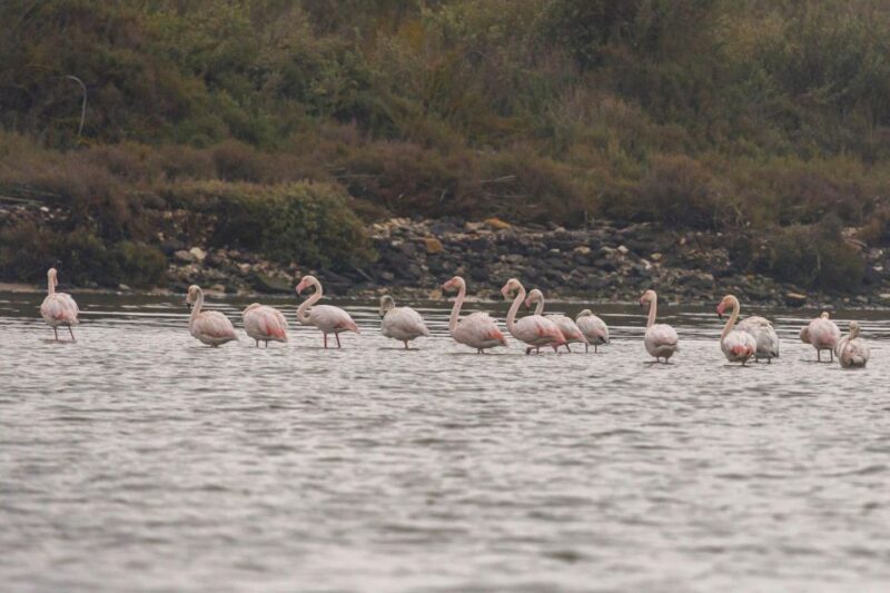 Birdwatching Boat Tour in the Tagus Estuary - Final Thoughts