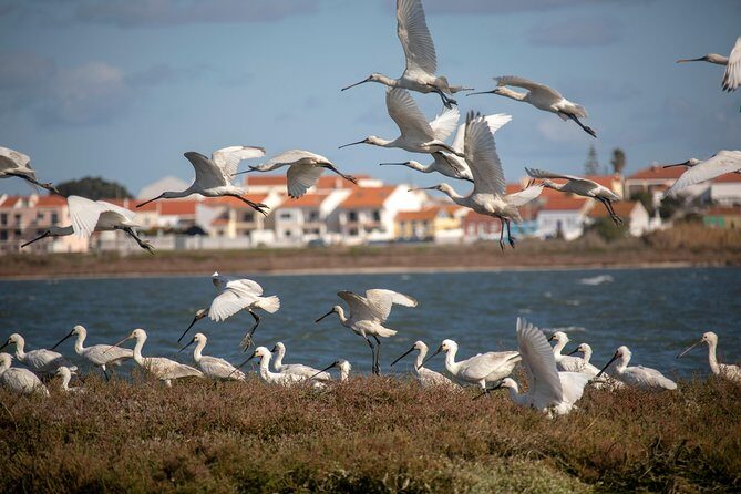 Birdwatching Boat Tour so close to Lisbon - Birdwatching Boat Tour so close to Lisbon