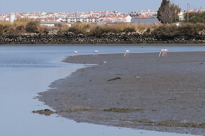 Birdwatching Boat Tour so close to Lisbon - Who is This Tour Best For?
