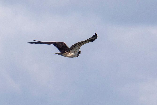 Birdwatching Boat Tour so close to Lisbon - FAQs