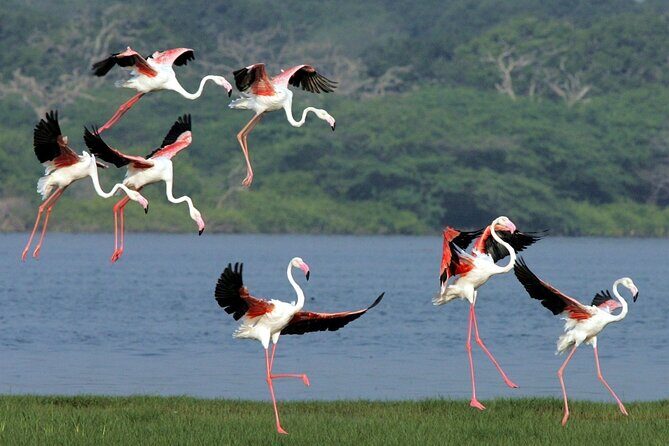 Birdwatching by Boat at Kalametiya Sanctuary - Explore Birdwatching by Boat at Kalametiya Sanctuary