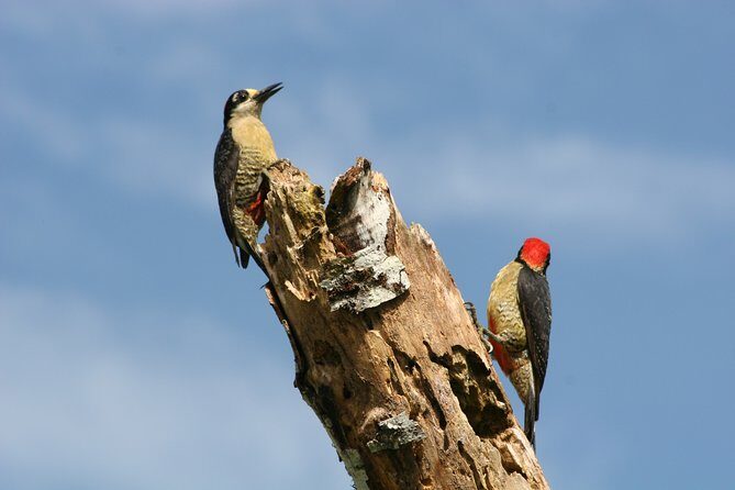 Birdwatching by the Lake Arenal - Key Points