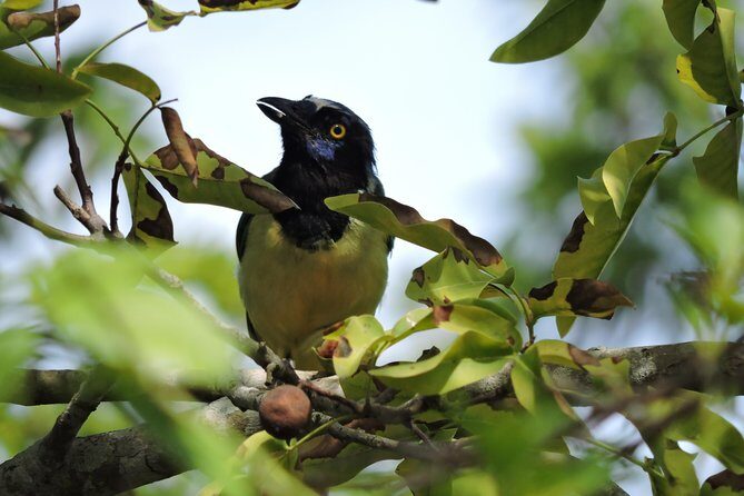 Birdwatching Cancun - Key Points