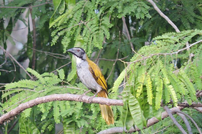 Birdwatching Cancun - Authenticity and Tips from Reviewers