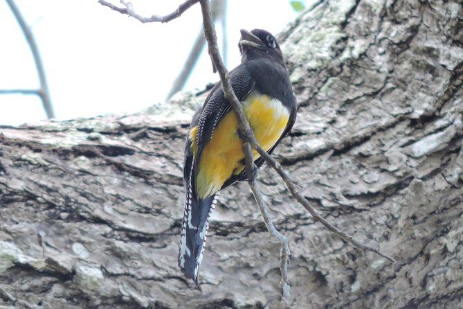 Birdwatching Cancun - Who Will Love This Tour?