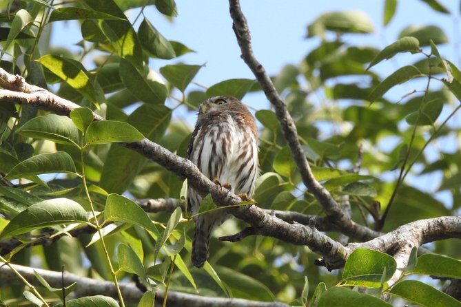 Birdwatching Cancun - The Sum Up
