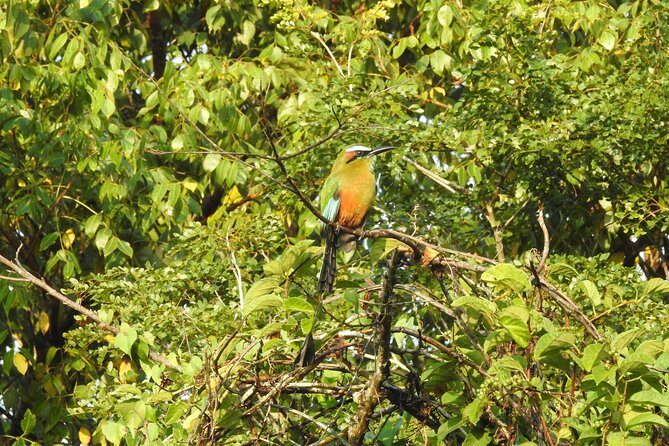 Birdwatching Cancun - FAQ