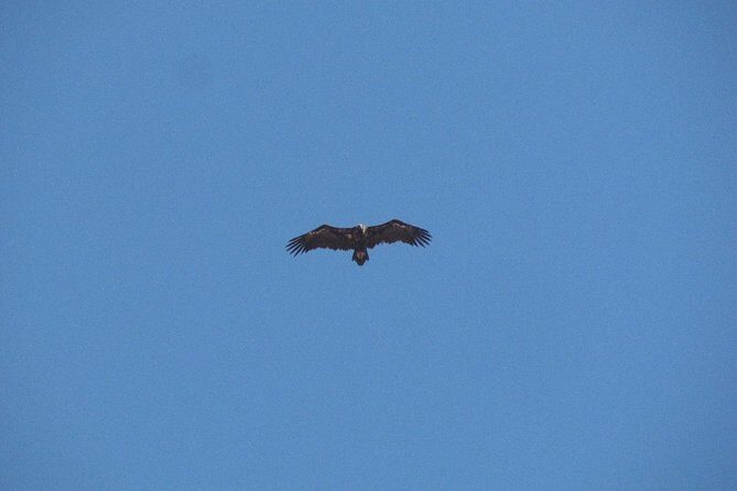 Birdwatching day around Castro Verde - An In-Depth Look at the Birdwatching Day in Castro Verde