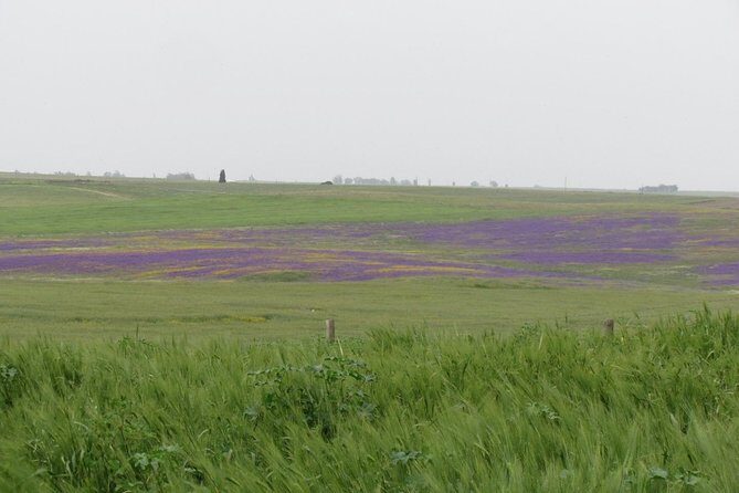 Birdwatching day around Castro Verde - Final Thoughts