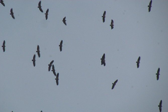 Birdwatching day around Sagres - The Sum Up