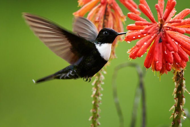 Birdwatching day at Chicaque Cloud Forest. - The Value of a Guided Birdwatching Tour in Colombia