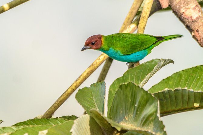 Birdwatching day at Chicaque Cloud Forest. - Who Should Consider This Tour?