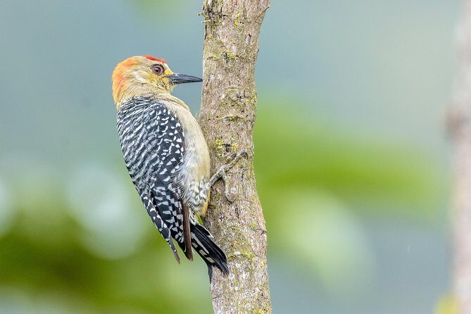 Birdwatching day at Chicaque Cloud Forest. - FAQ
