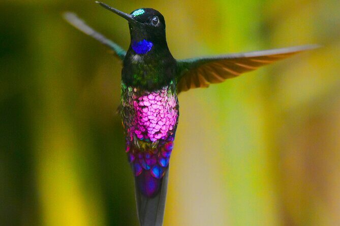 Birdwatching day in Chingaza and Observatorio de Colibries - Exploring Colombia’s Bird Paradise: A Deep Dive into the Tour Experience