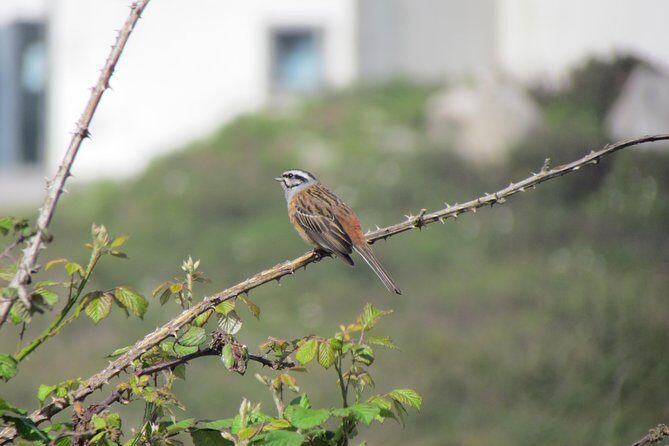 Birdwatching day in the Monchique hills - Key Points