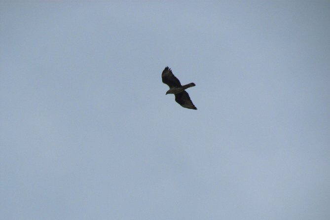 Birdwatching day in the Monchique hills - FAQ: Your Birdwatching Questions Answered