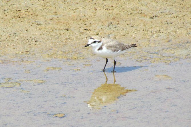 Birdwatching day in the Ria Formosa Natural Park - Birdwatching Day in the Ria Formosa Natural Park
