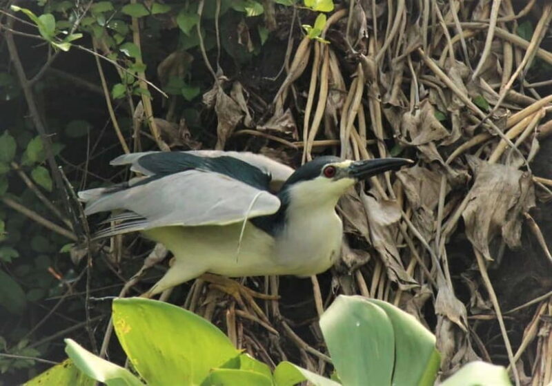 Birdwatching & Discovery Tour in Pearaing Biodiversity - A Close Look at the Pearaing Biodiversity Birdwatching Tour