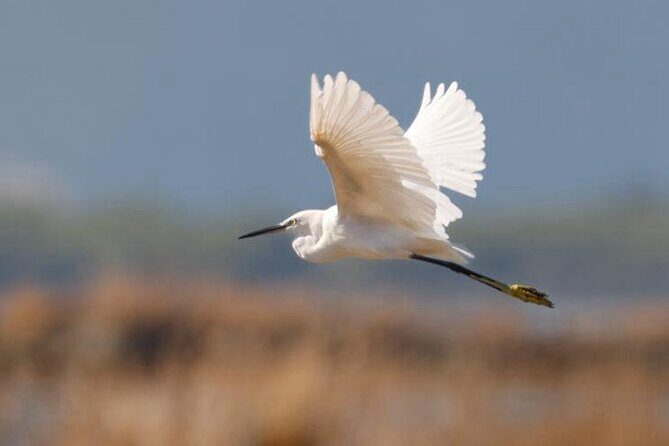 Birdwatching Experience in Narte Lagoon & Akerni Dunes - Birdwatching Experience in Narte Lagoon & Akerni Dunes
