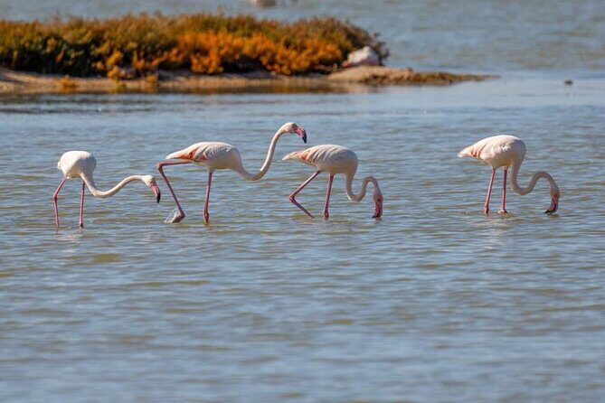 Birdwatching Experience in Narte Lagoon & Akerni Dunes - Key Points