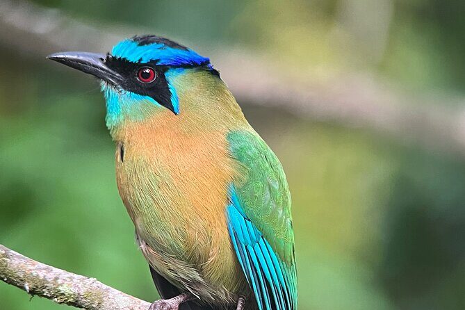 Birdwatching Half-Day Tour between clouds and forest in Monteverde - An In-Depth Look at the Monteverde Birdwatching Experience