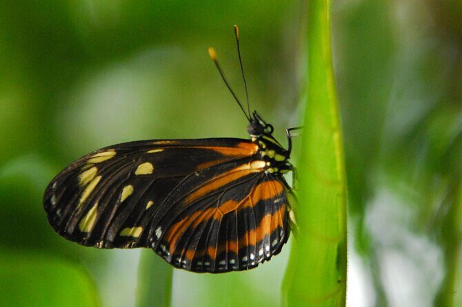 Birdwatching hiking tour - Birdwatching Hiking Tour in Tamarindo, Costa Rica: An Encounter with Nature