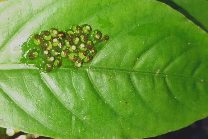 Birdwatching hiking tour - FAQ