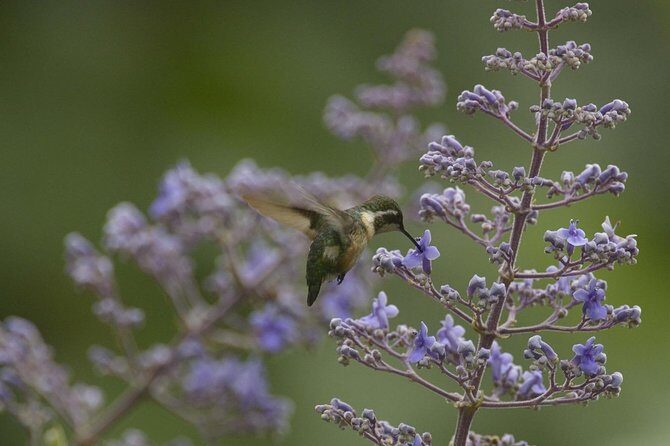 Birdwatching in Cerro Blanco from Guayaquil - Key Points