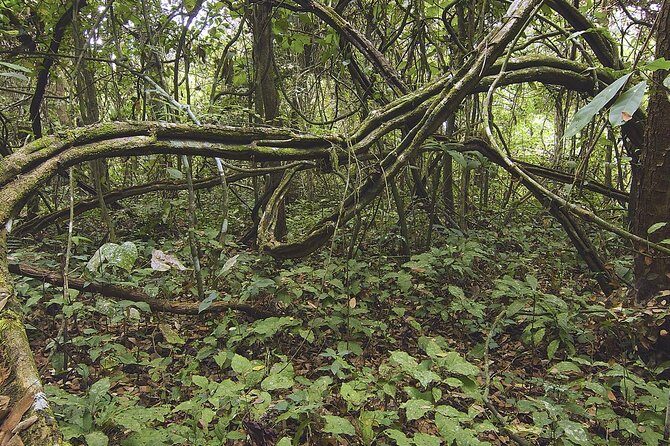 Birdwatching in Cerro Blanco from Guayaquil - Exploring Cerro Blanco: What to Expect
