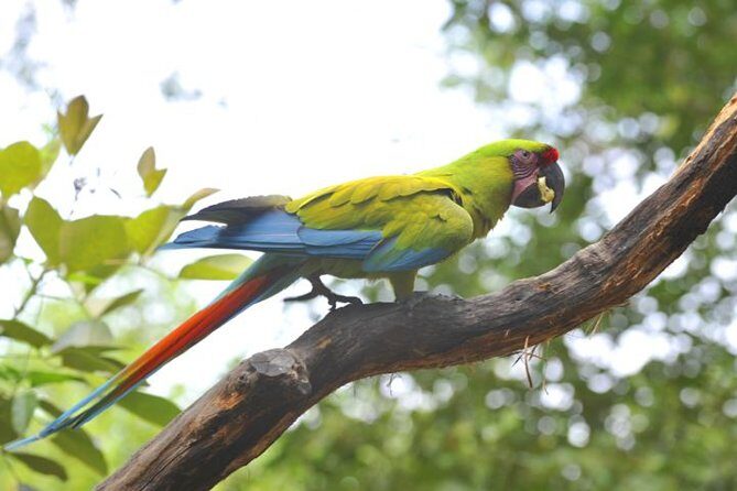 Birdwatching in Cerro Blanco from Guayaquil - Who Is This Tour Best For?