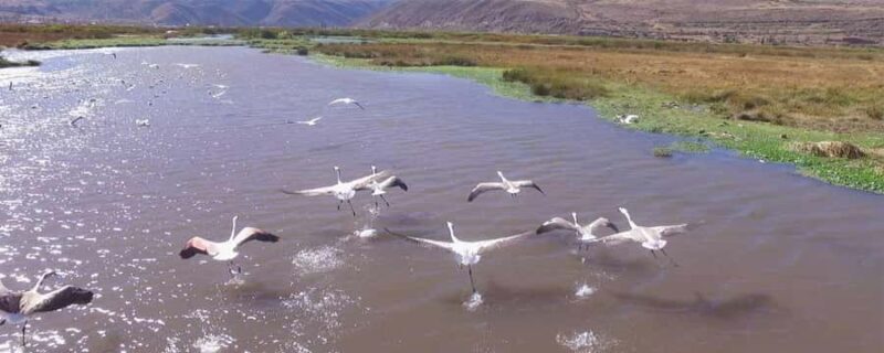 Birdwatching in Huacarpay Lake - Exploring the Huacarpay Lake Birdwatching Tour in Depth