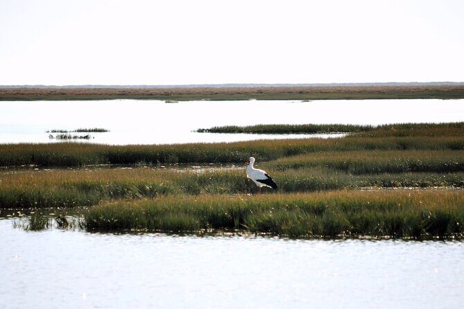 Birdwatching in Ria Formosa - Eco Boat Tour from Faro - Final Thoughts