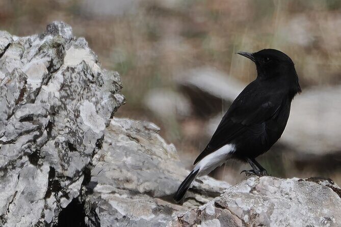 Birdwatching in Ronda and Grazalema - Birdwatching in Ronda and Grazalema: An Authentic Nature Escape in Andalusia