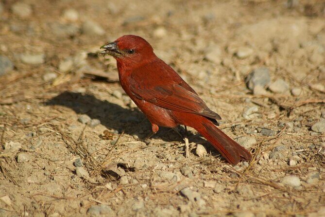 Birdwatching in Salento - A Closer Look at the Birdwatching Tour in Salento