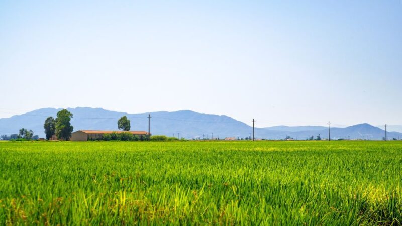 Birdwatching in the Ebro Delta - Birdwatching in the Ebro Delta: An Authentic Nature Experience in Catalonia
