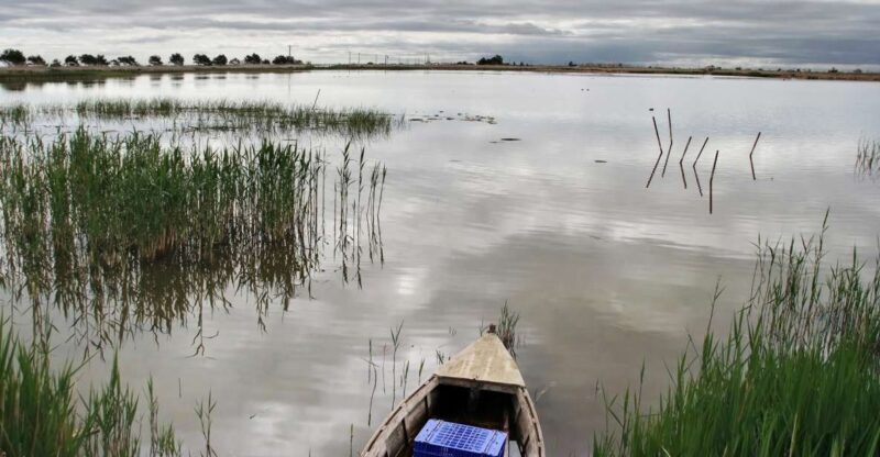 Birdwatching in the Ebro Delta - Why This Tour Is a Great Fit