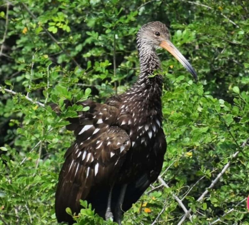 birdwatching in the nearby savannah of Palenque - An Authentic Day of Nature, Food, and Music Near Palenque