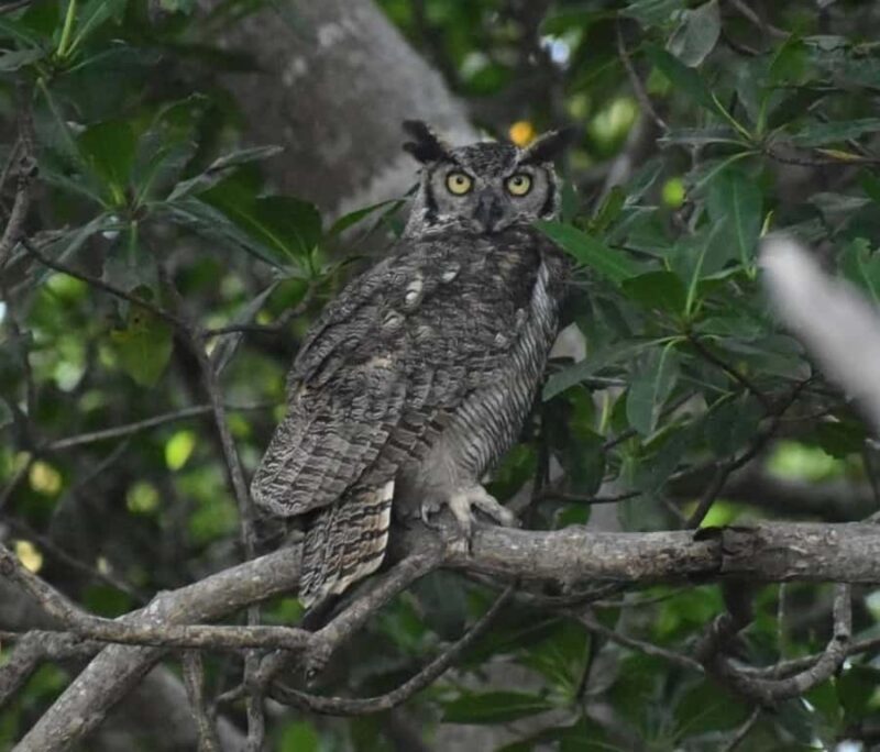 birdwatching in the nearby savannah of Palenque - What Makes This Tour Stand Out