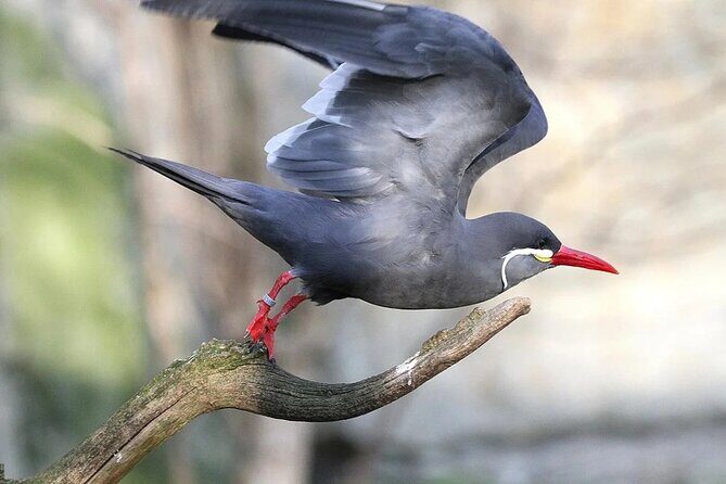 Birdwatching & Landscaping Tour in Lima - Key Points