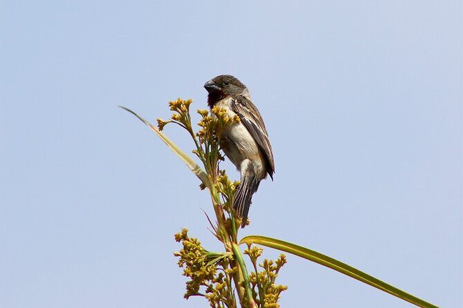 Birdwatching & Landscaping Tour in Lima - Key Points