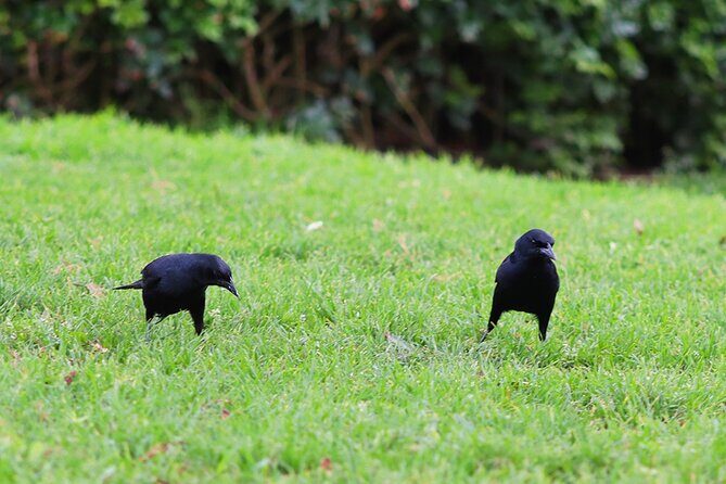 Birdwatching & Landscaping Tour in Lima - Who Should Consider This Tour?