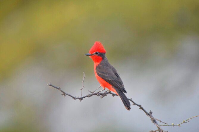 Birdwatching & Landscaping Tour in Lima - Who Will Love This Tour?
