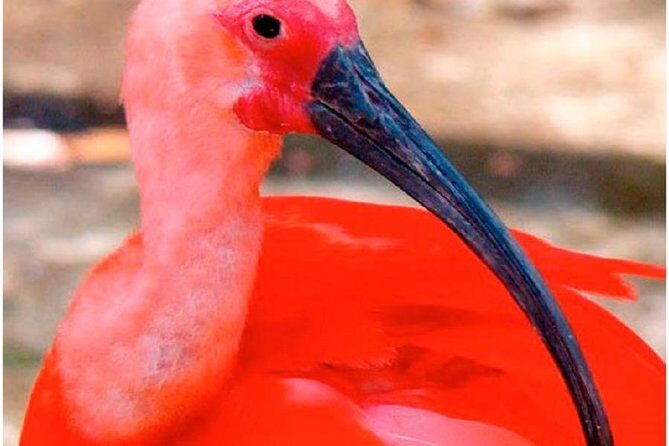 Birdwatching: Mangrove Eco-Boat Tour  Fauna & Flora - Key Points