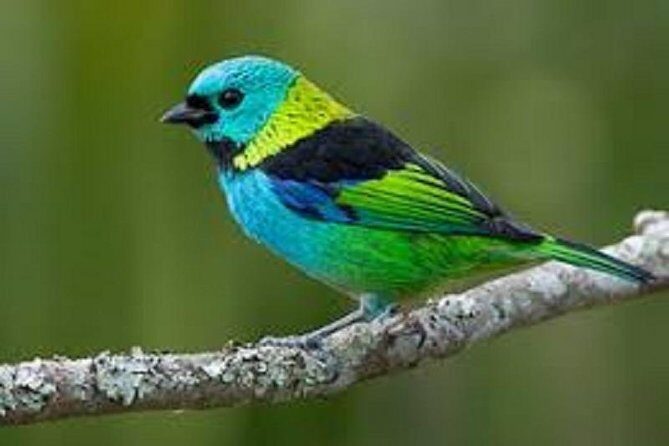 Birdwatching: Mangrove Eco-Boat Tour  Fauna & Flora - A Deep Dive into the Mangrove Eco-Boat Tour