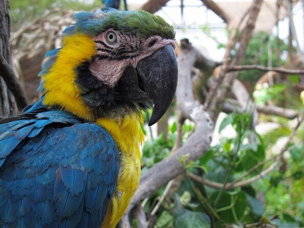 Birdwatching National Aviary Cartagena de Indias - Key Points