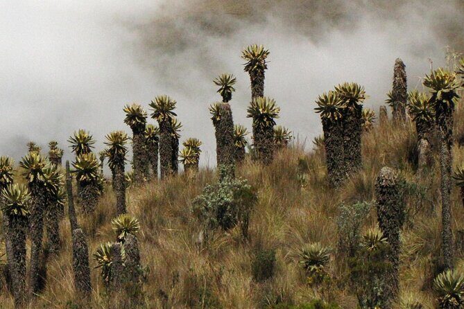 Birdwatching, Nature & photography in Sumapaz National Park - Exploring Sumapaz National Park: a Closer Look