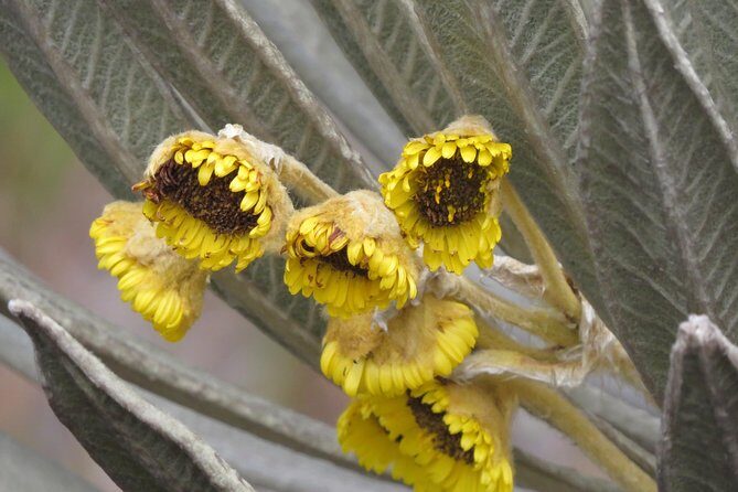 Birdwatching, Nature & photography in Sumapaz National Park - FAQs
